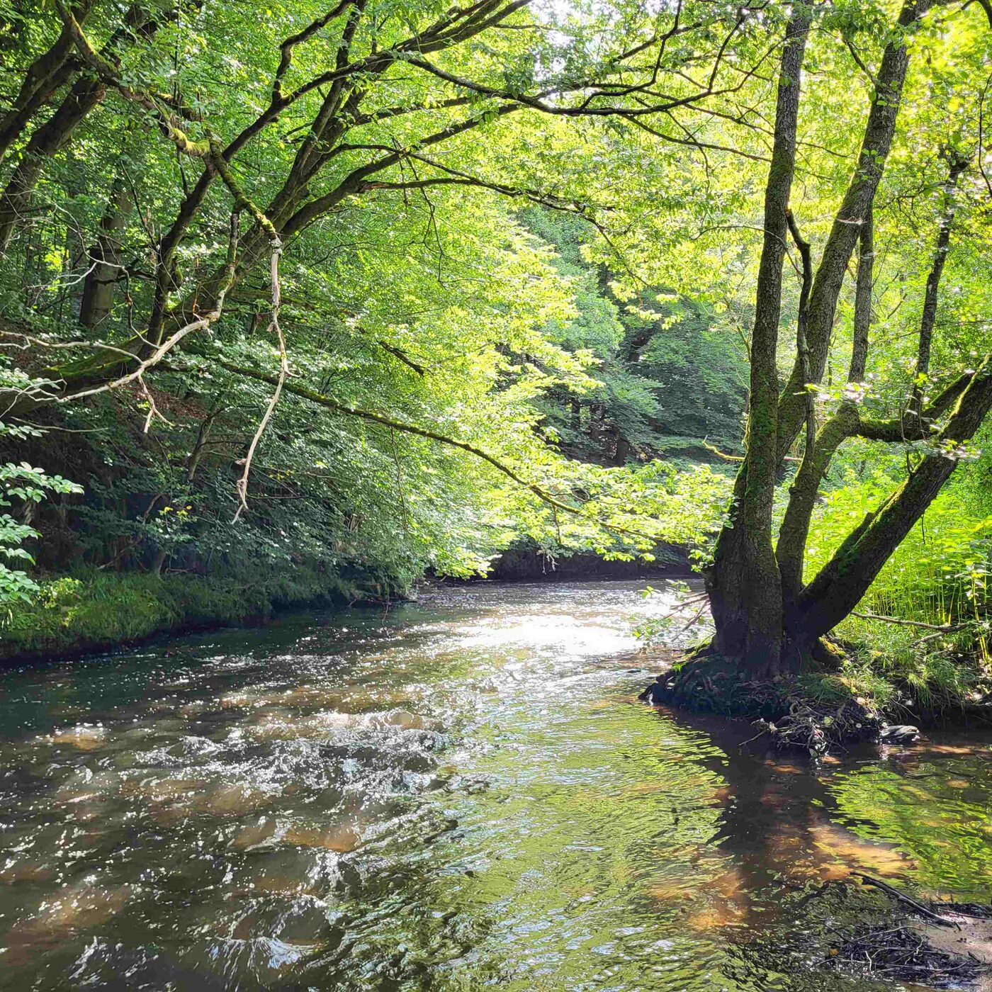 Bewaldeter Fließgewässerabschnitt mit Rausche und Flachwasserzone